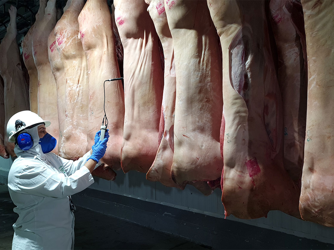 O papel do médico veterinário nos exames ante e post mortem dos animais de abate e a inspeção com base em risco