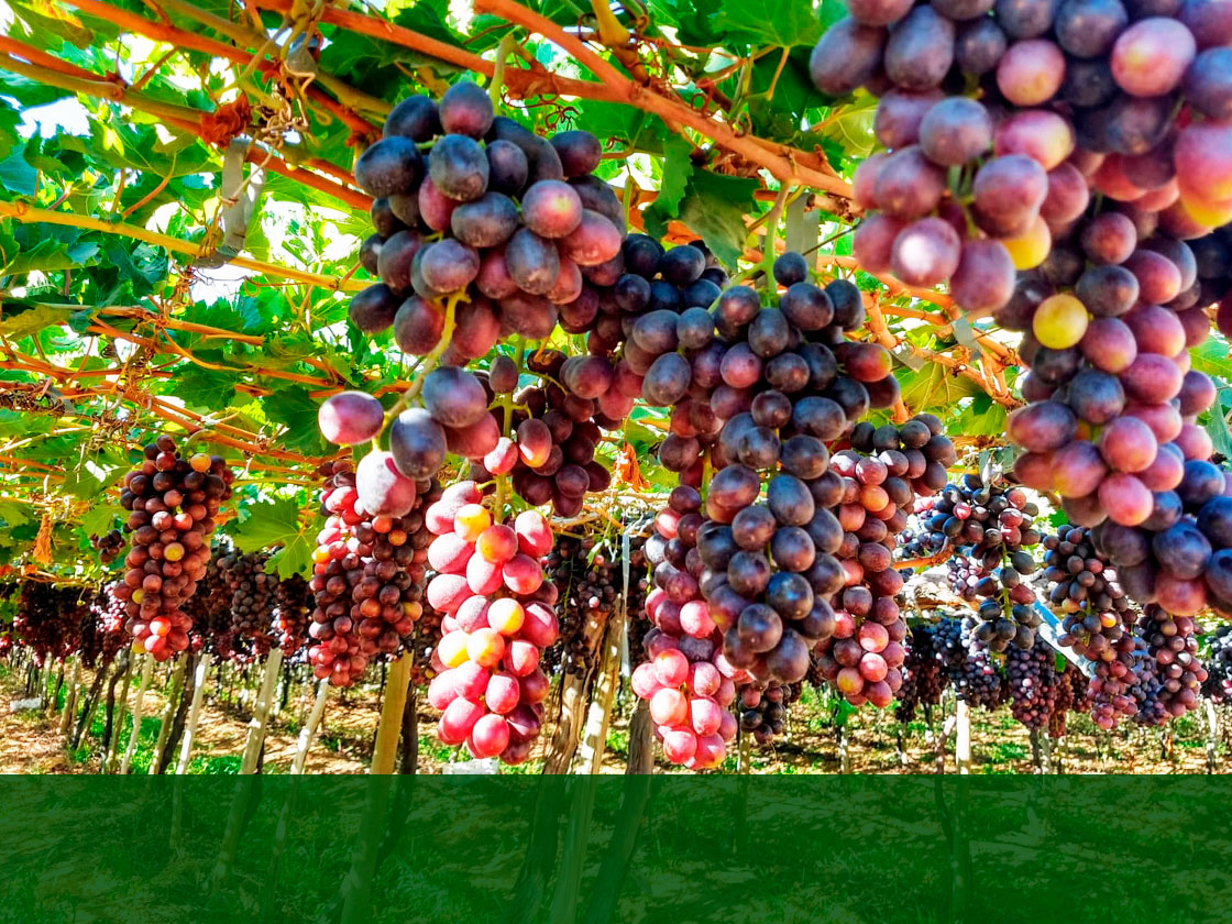 Exportações de uva podem sofrer colapso neste semestre devido à falta de Affas