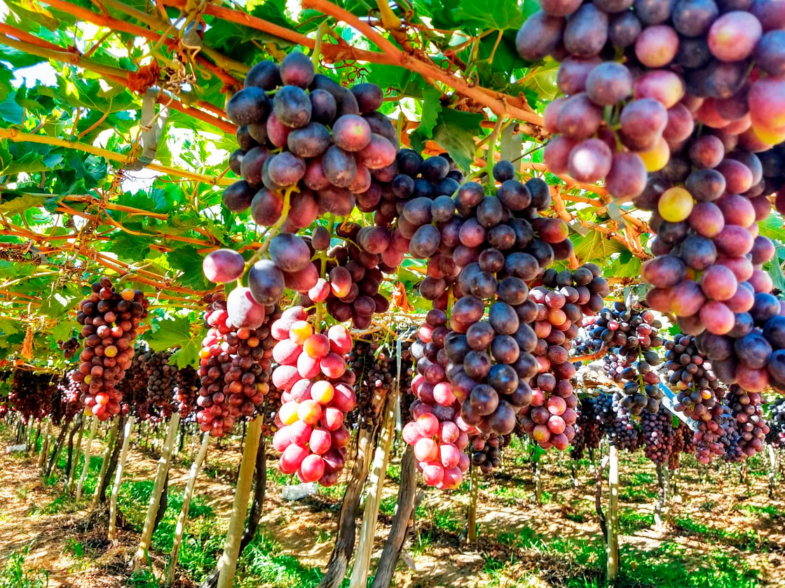Exportações de uva podem sofrer colapso neste semestre devido à falta de Affas