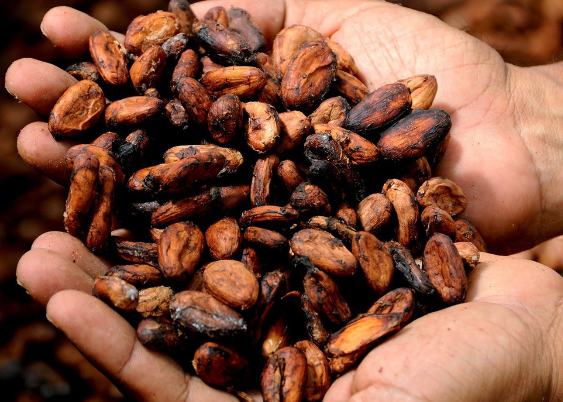 Dia Mundial do Chocolate: AFFA’s fiscalizam produção de cacau desde o cultivo das mudas ao consumo do produto