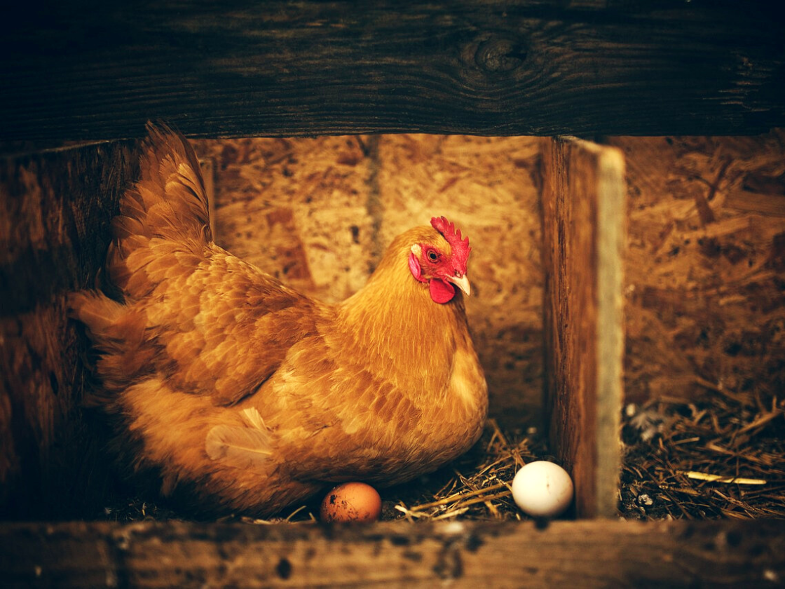 Foco da Newcastle no RS não impacta na segurança do consumo de carne de frango e ovos