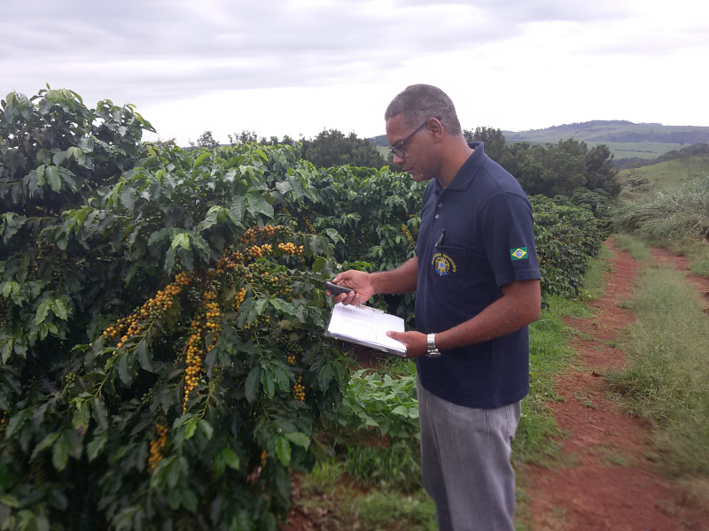 	Fiscalização em campos de produção de sementes de café	